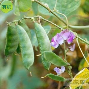 白扁豆-崇明_d豆类_扁豆