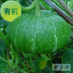 有机绿栗南瓜（小） 