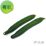 有机刺黄瓜 